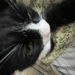 cats4salad